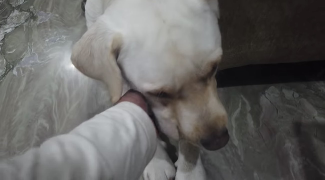 ラブラドールレトリーバー,動画