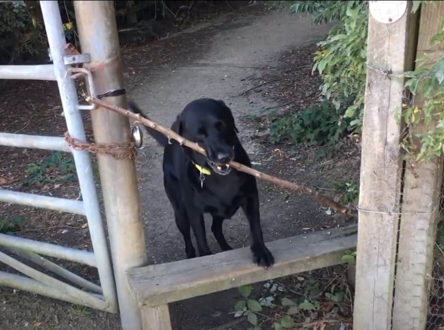 ラブラドールレトリーバー,動画