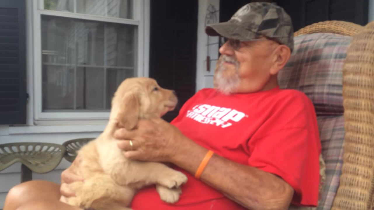 ゴールデンレトリーバー,動画