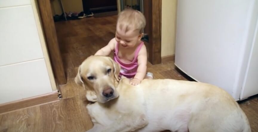 ラブラドールレトリーバー,動画