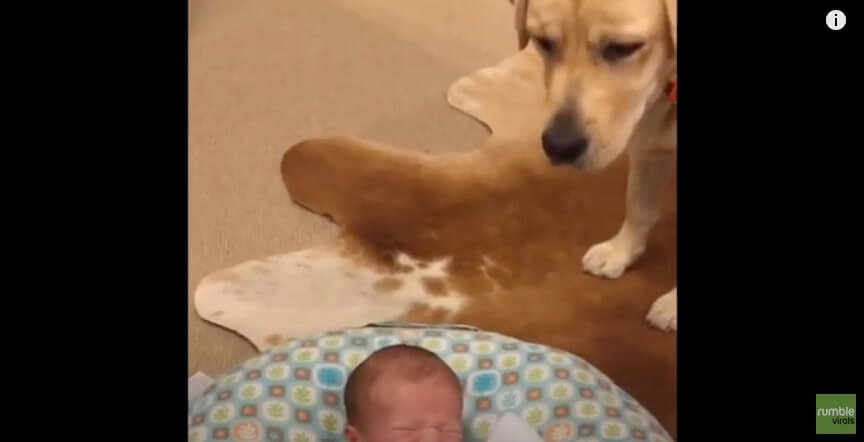 ラブラドールレトリーバー,動画