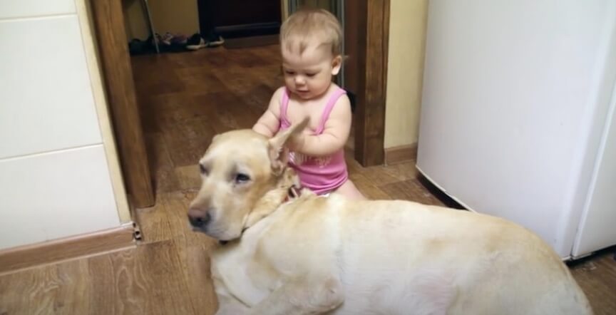 ラブラドールレトリーバー,動画