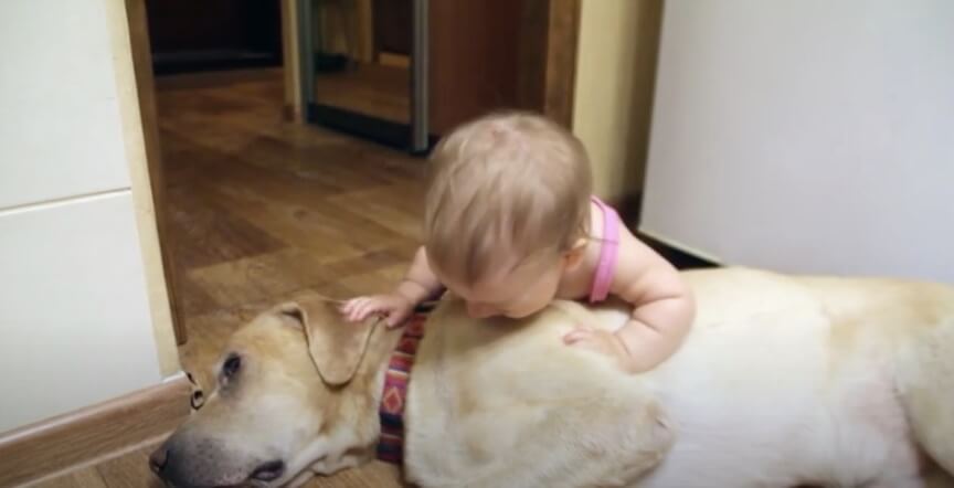 ラブラドールレトリーバー,動画