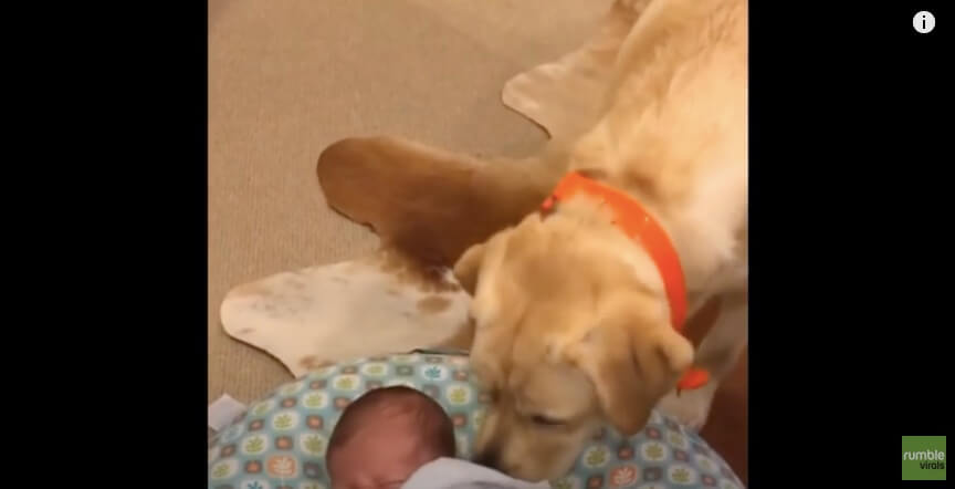 ラブラドールレトリーバー,動画