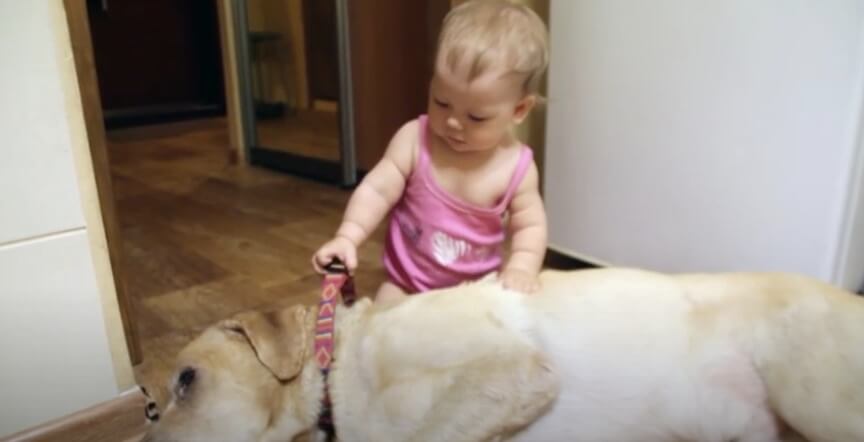 ラブラドールレトリーバー,動画