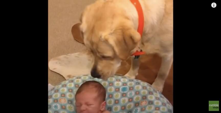 ラブラドールレトリーバー,動画