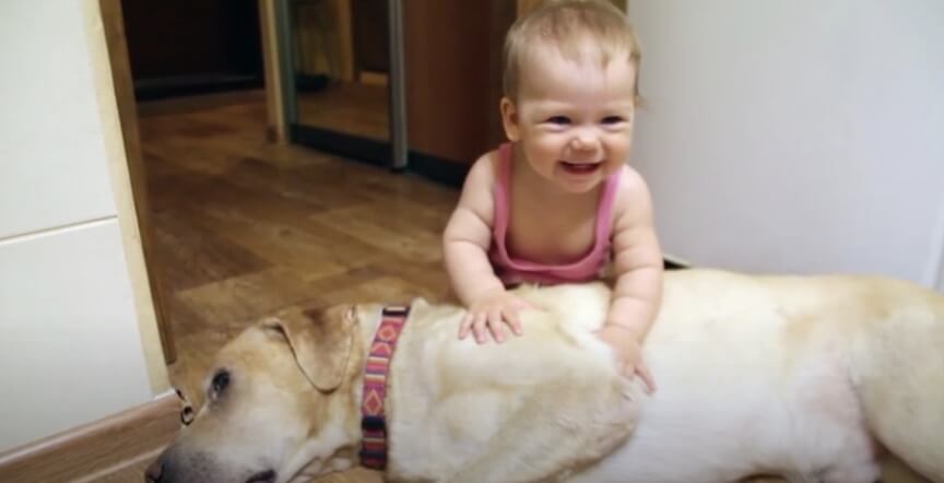 ラブラドールレトリーバー,動画