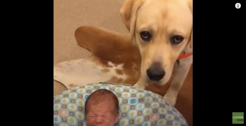 ラブラドールレトリーバー,動画