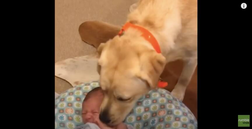 ラブラドールレトリーバー,動画