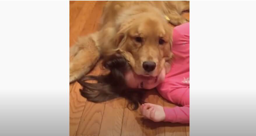 ゴールデンレトリーバー,動画