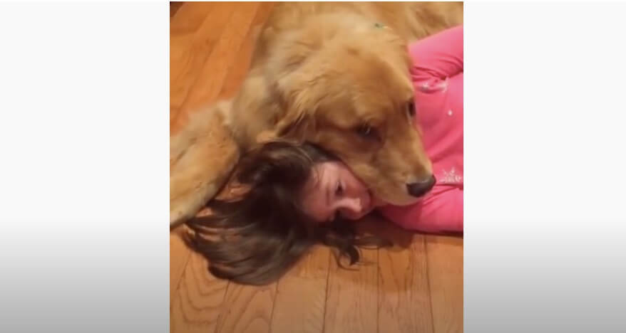 ゴールデンレトリーバー,動画