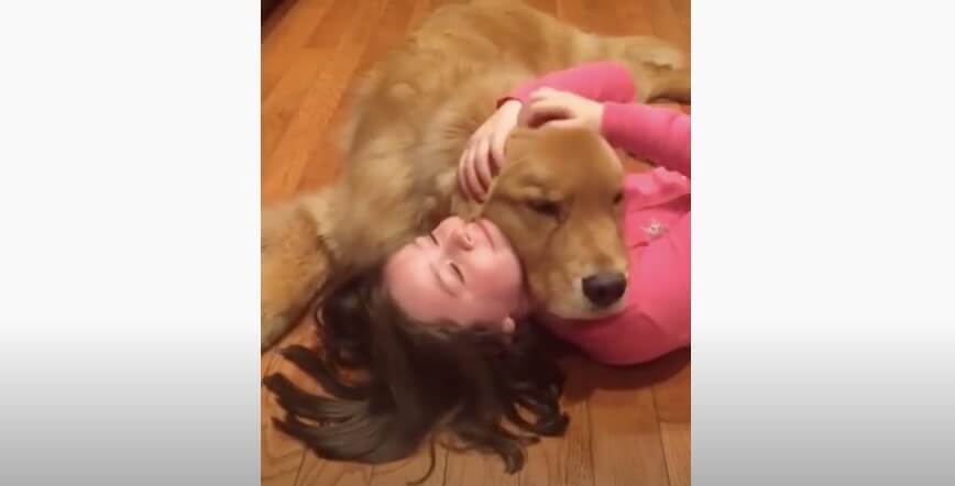 ゴールデンレトリーバー,動画