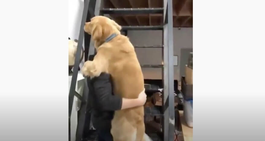 ゴールデンレトリーバー,動画