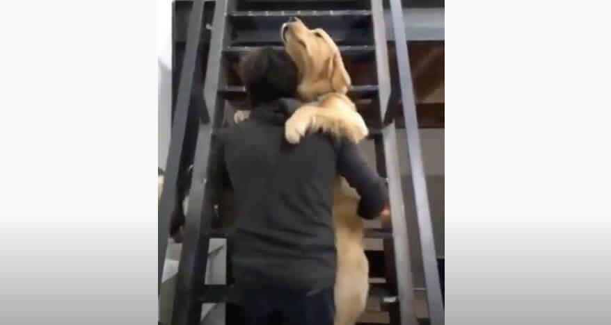 ゴールデンレトリーバー,動画