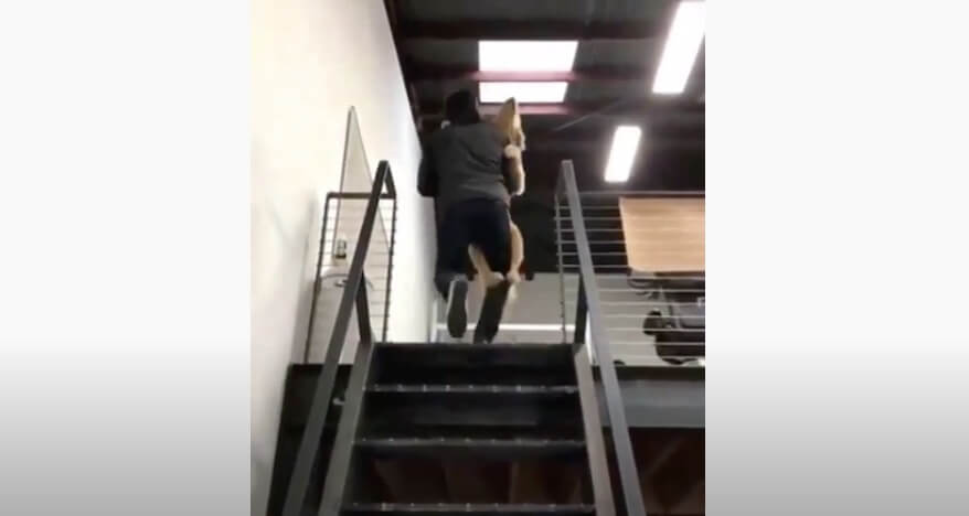 ゴールデンレトリーバー,動画