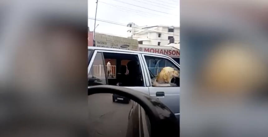 ラブラドールレトリーバー,動画