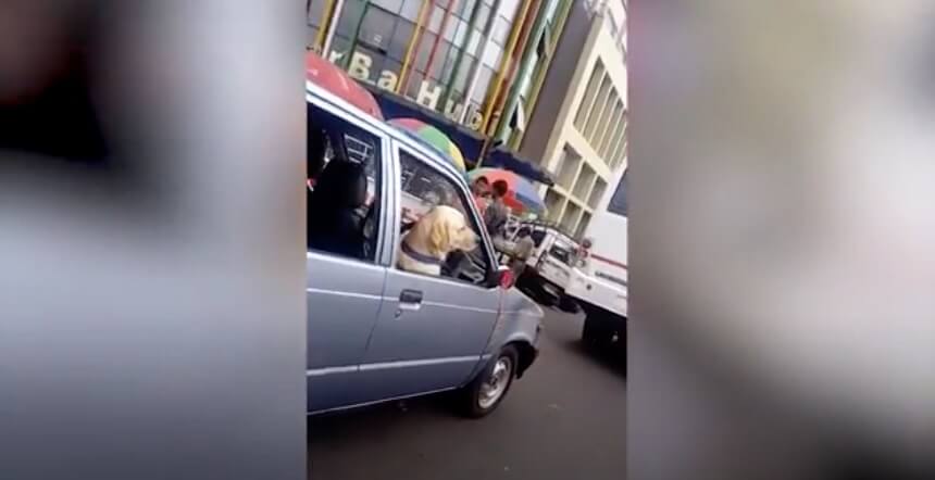 ラブラドールレトリーバー,動画