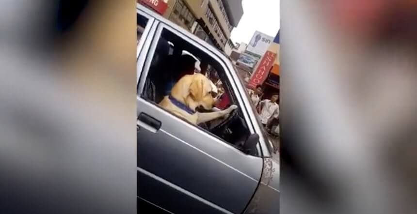 ラブラドールレトリーバー,動画