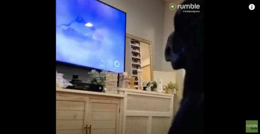 ラブラドールレトリーバー,動画