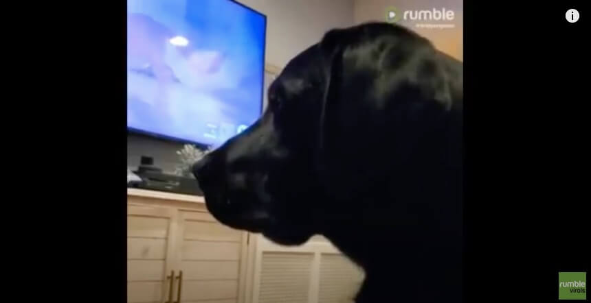 ラブラドールレトリーバー,動画