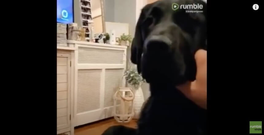 ラブラドールレトリーバー,動画