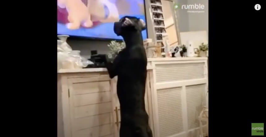 ラブラドールレトリーバー,動画