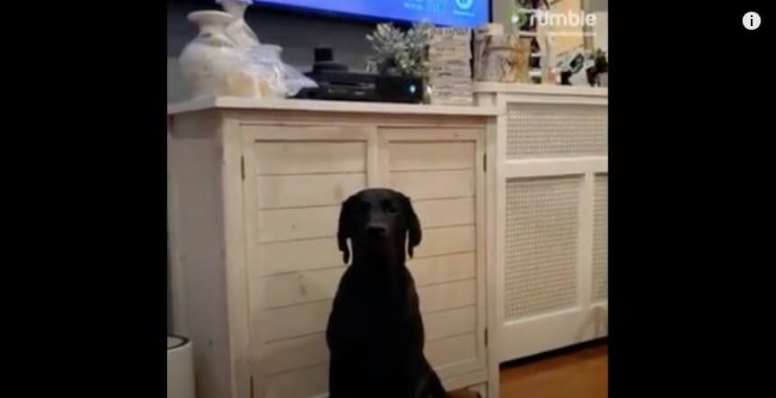 ラブラドールレトリーバー,動画