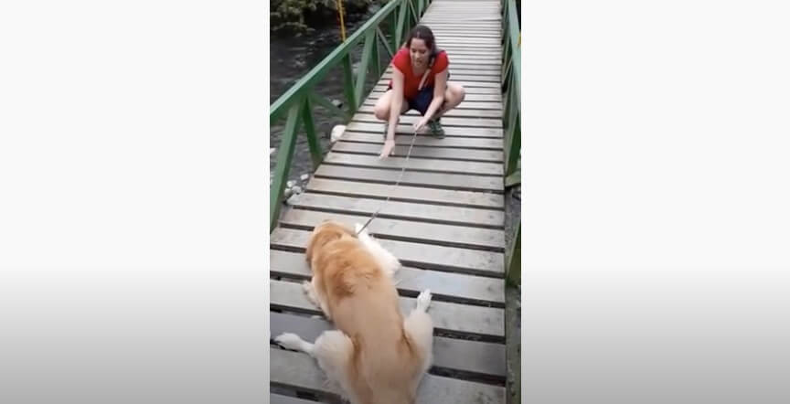 ゴールデンレトリーバー,動画