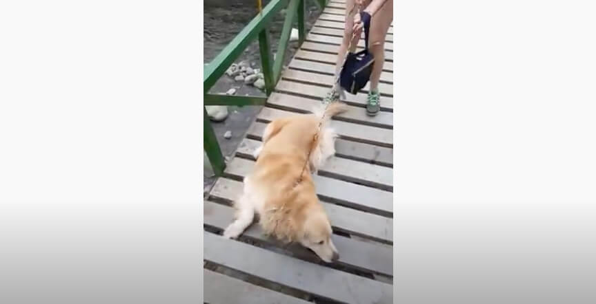 ゴールデンレトリーバー,動画