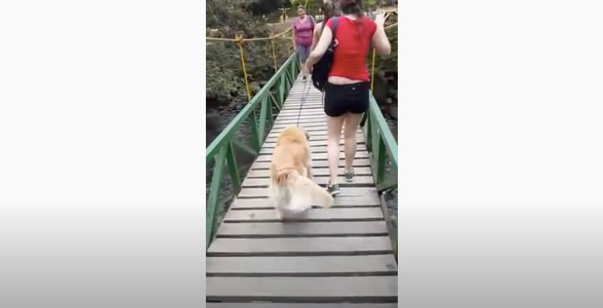 ゴールデンレトリーバー,動画