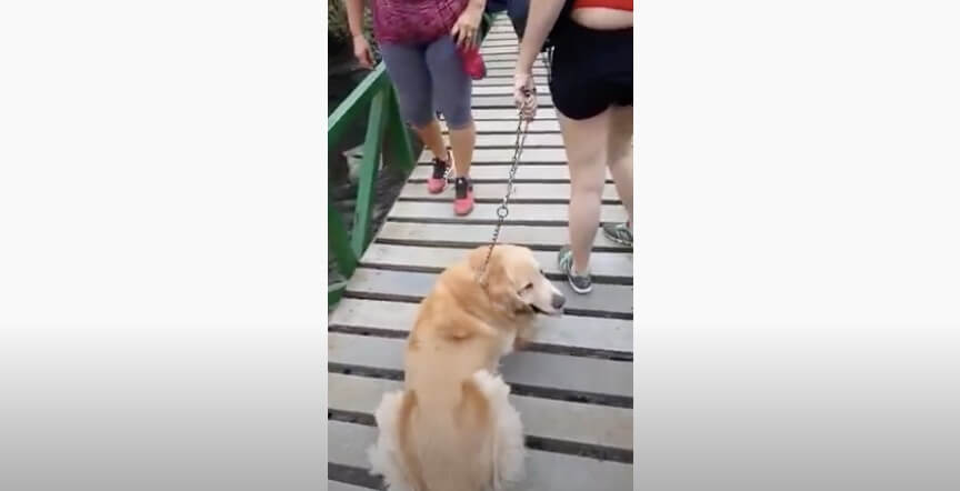 ゴールデンレトリーバー,動画