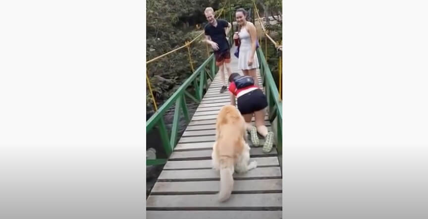 ゴールデンレトリーバー,動画