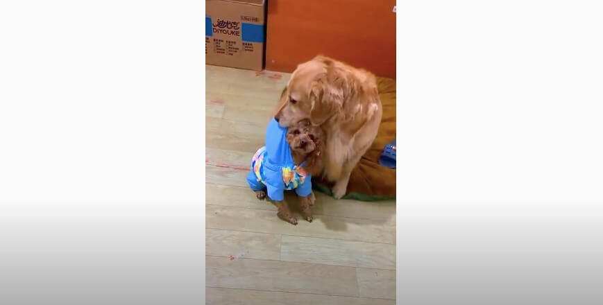 ゴールデンレトリーバー,動画