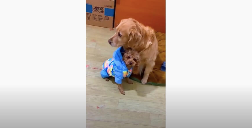 ゴールデンレトリーバー,動画