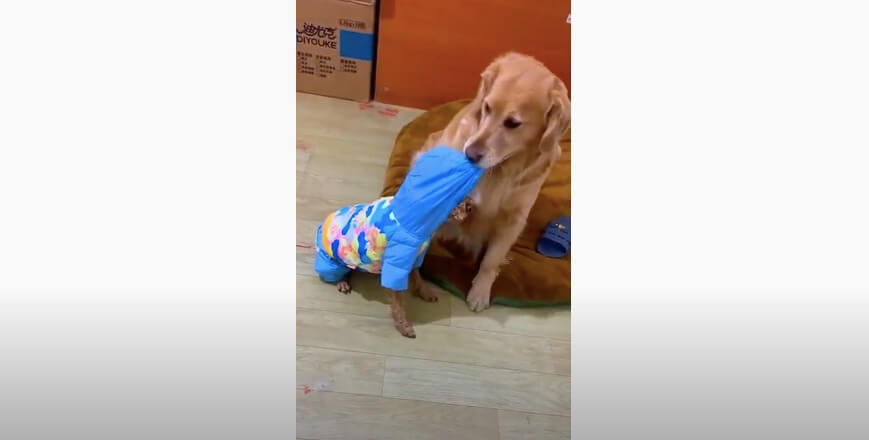 ゴールデンレトリーバー,動画