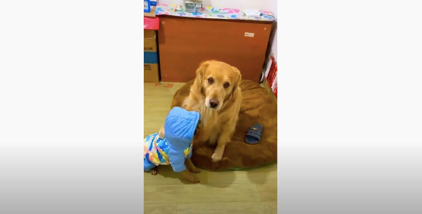 ゴールデンレトリーバー,動画