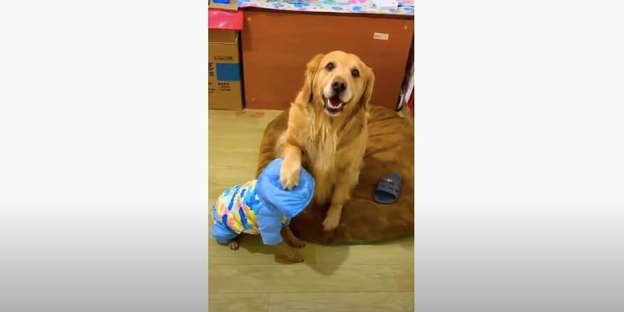 ゴールデンレトリーバー,動画