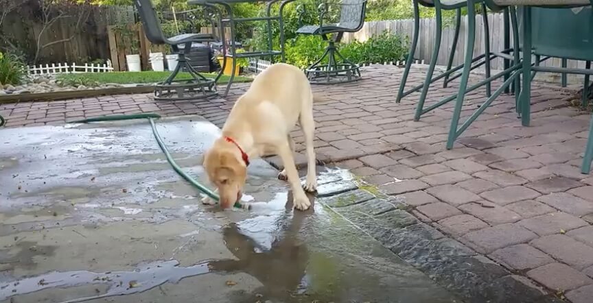 ラブラドールレトリーバー,動画