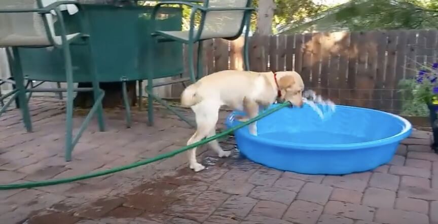 ラブラドールレトリーバー,動画