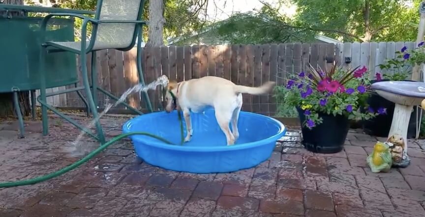 ラブラドールレトリーバー,動画