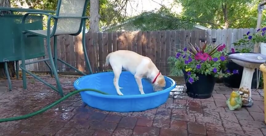 ラブラドールレトリーバー,動画