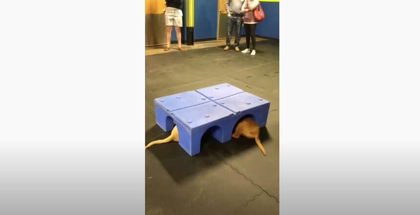 ゴールデンレトリーバー,動画