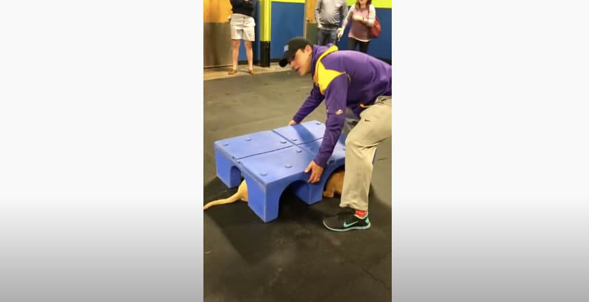 ゴールデンレトリーバー,動画