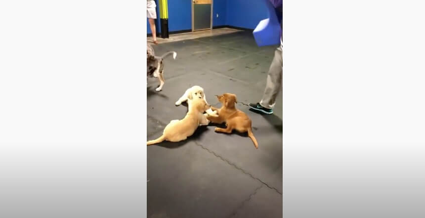 ゴールデンレトリーバー,動画