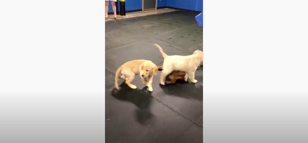 ゴールデンレトリーバー,動画