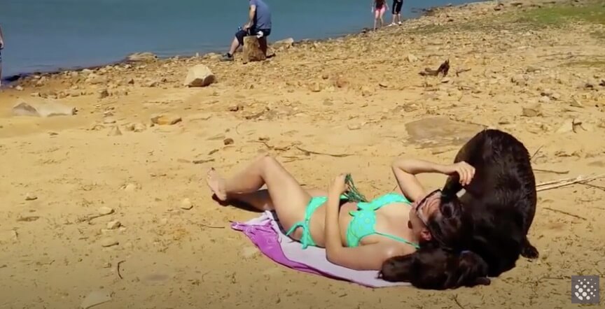 ラブラドールレトリーバー,動画