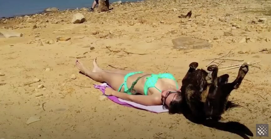 ラブラドールレトリーバー,動画