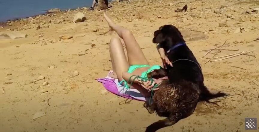 ラブラドールレトリーバー,動画