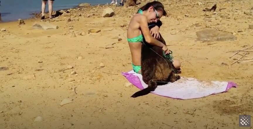 ラブラドールレトリーバー,動画