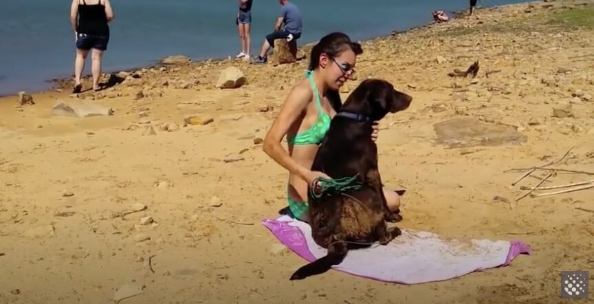 ラブラドールレトリーバー,動画